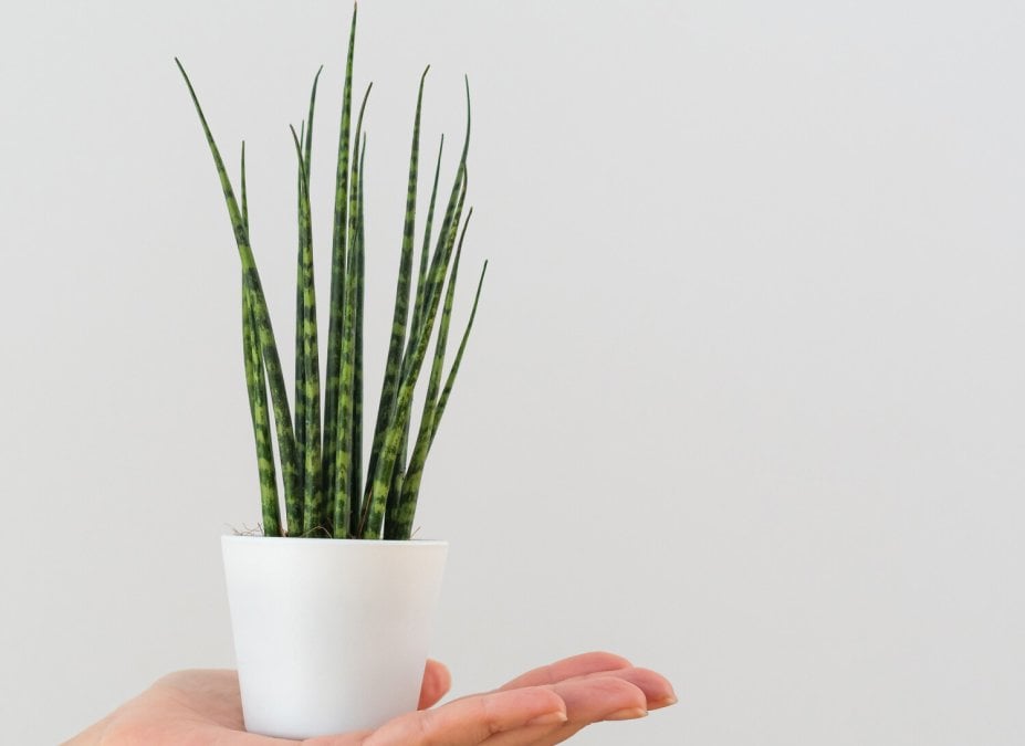 sanseveria plant